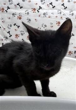 MARY -  Domestic Short Hair Cat for Adoption in Riverside, California - MARY | PetCurious
