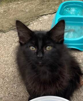 Coffee -  Domestic Short Hair Cat for Adoption in Cincinnati, Ohio - Coffee | PetCurious