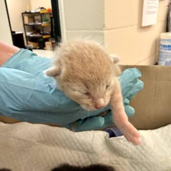 Patrick -  Domestic Short Hair Cat for Adoption in Corpus Christi, Texas - Patrick | PetCurious
