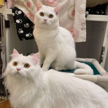 Persian and Norwegian Forest Cat Cats Available for Adoption in Friday Harbor, Washington - Sasha & Koshka | PetCurious
