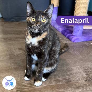 Enalapril -  Domestic Short Hair Cat for Adoption in Penfield, New York - Enalapril | PetCurious