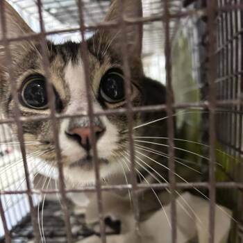 Kitty Bitty -  Domestic Short Hair Cat for Adoption in Philadelphia, Pennsylvania - Kitty Bitty | PetCurious