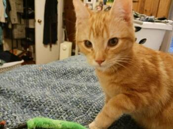 Domestic Short Hair Cats Available for Adoption - Glimmer | PetCurious