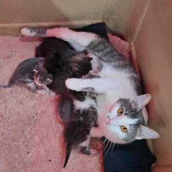 Nevada -  Domestic Short Hair Cat for Adoption in Standish, Michigan - Nevada | PetCurious