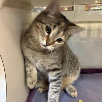 Loony Luna -  Domestic Short Hair Cat for Adoption in Gloucester, Virginia - Loony Luna | PetCurious