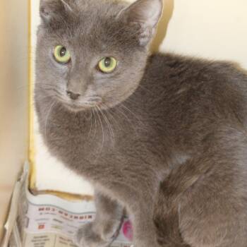 Domestic Medium Hair Cats Available for Adoption in Cleveland, Mississippi - Pilot | PetCurious