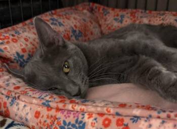 Mitzi -  Domestic Short Hair Cat for Adoption in Fremont, Nebraska - Mitzi | PetCurious