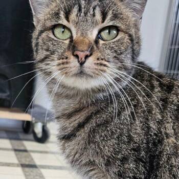 Domestic Short Hair Cats Available for Adoption in Frankfort, Kentucky - Mary Kay 5472C | PetCurious