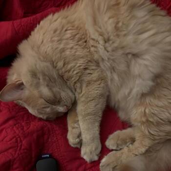 Porche -  Domestic Medium Hair Cat Available for Adoption in Midland, Texas - Porche | PetCurious