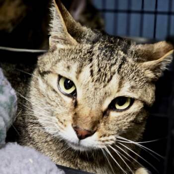 Almond -  Domestic Short Hair and Mixed Breed Cat for Adoption in Columbus, North Carolina - Almond | PetCurious