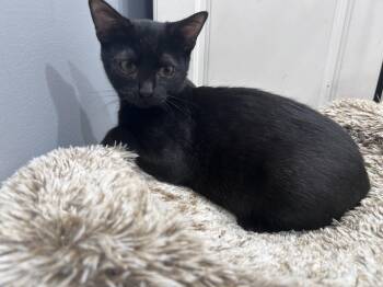 Vera -  Domestic Short Hair Cat for Adoption in Burnaby, British Columbia - Vera | PetCurious