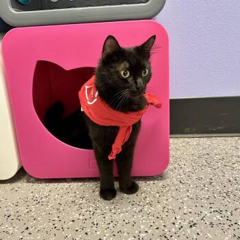 Beth -  Domestic Medium Hair Cat for Adoption in Kanab, Utah - Beth | PetCurious