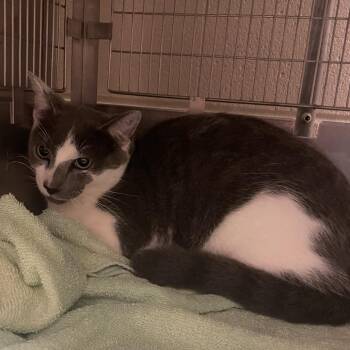 Feldspar -  Domestic Short Hair Cat for Adoption in Bristol, Indiana - Feldspar | PetCurious