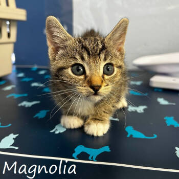 Rescue Domestic Short Hair Cats for Adoption in Yucaipa, California - Magnolia | PetCurious