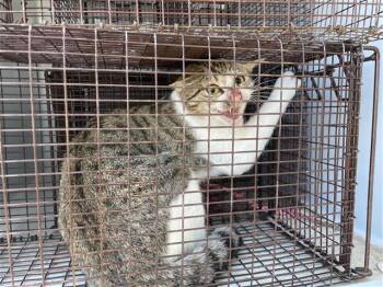 Domestic Short Hair Cats Available for Adoption - A650673 | PetCurious