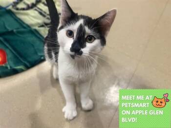 SNUGGLE MUFFIN -  Domestic Short Hair Cat for Adoption in Fort Wayne, Indiana - SNUGGLE MUFFIN | PetCurious