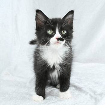 Socks -  Domestic Medium Hair Cat for Adoption in Mobile, Alabama - Socks | PetCurious