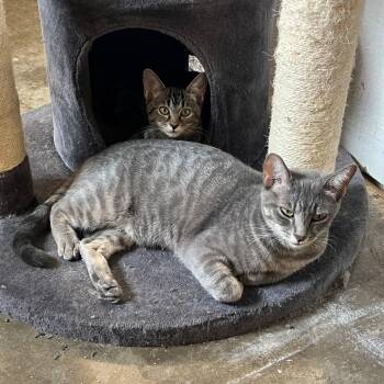 Mama Mia -  Domestic Short Hair Cat for Adoption in Tulsa, Oklahoma - Mama Mia | PetCurious