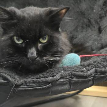 Theo -  Domestic Long Hair Cat for Adoption in Orange, Virginia - Theo | PetCurious