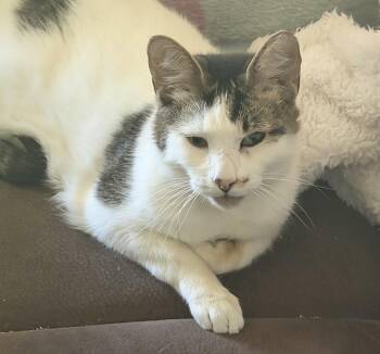 Lumi -  Domestic Short Hair Cat Available for Adoption in Kirklin, Indiana - Lumi | PetCurious