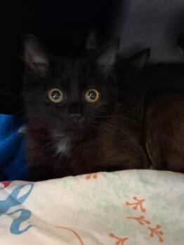 Niro -  Domestic Short Hair Cat for Adoption in Sherwood, Arkansas - Niro | PetCurious