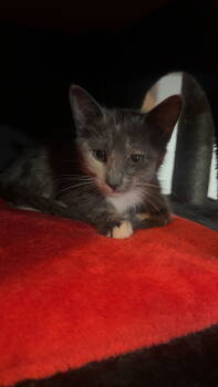Rescue Dilute Calico Cats for Adoption in Land O