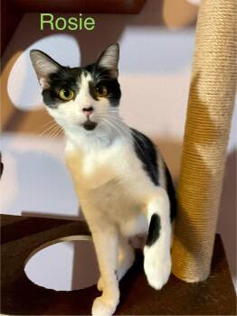 Rescue Domestic Short Hair Cats for Adoption in Houston, Texas - Rosie | PetCurious