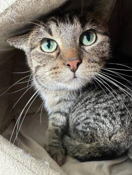 Rescue Domestic Short Hair Cats for Adoption in Winona, Minnesota - Otter | PetCurious