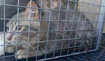 Domestic Short Hair Cats Available for Adoption in Fort Lauderdale, Florida - BETTA | PetCurious