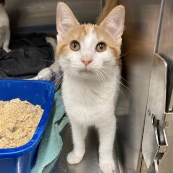 Cancun -  Domestic Short Hair Cat for Adoption in Prince Frederick, Maryland - Cancun | PetCurious