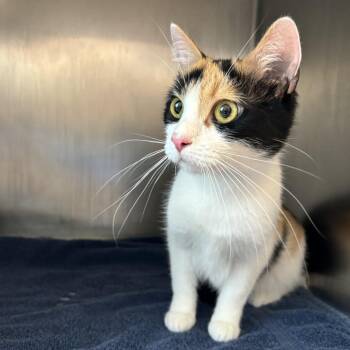 Kathy -  Domestic Short Hair Cat for Adoption in Council Bluffs, Iowa - Kathy | PetCurious