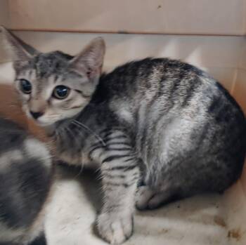 Noodles -  Domestic Short Hair Cat for Adoption in Clarksville, Tennessee - Noodles | PetCurious
