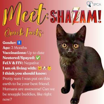 Shazam -  Domestic Short Hair Cat for Adoption in Fulton, New York - Shazam | PetCurious