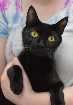 Jackee -  Domestic Short Hair Cat for Adoption - Jackee | PetCurious