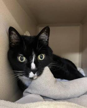 Cali -  Domestic Short Hair Cat for Adoption in New Hope, Pennsylvania - Cali | PetCurious