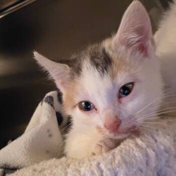 Rescue Domestic Short Hair Cats for Adoption in Glenfield, New York - Raina | PetCurious