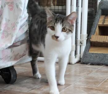 Nikolai -  Domestic Short Hair Cat for Adoption in Altoona, Pennsylvania - Nikolai | PetCurious