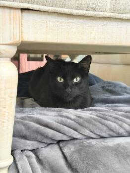 Feyre -  Domestic Short Hair Cat for Adoption in Glendale, Arizona - Feyre | PetCurious