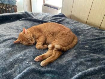 Oscar & Gracie COURTESY LISTING -  Domestic Short Hair Cat for Adoption in Stowe, Pennsylvania - Oscar & Gracie COURTESY LISTING | PetCurious