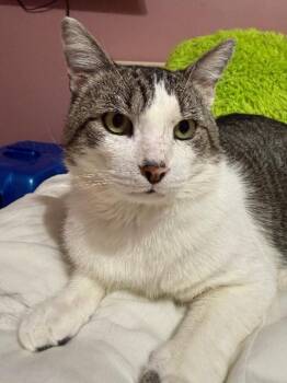 Opoponax -  Domestic Short Hair Cat for Adoption in Cincinnati, Ohio - Opoponax | PetCurious