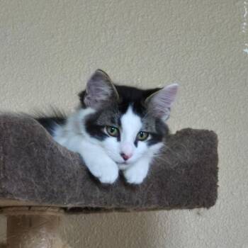 Rescue Domestic Medium Hair Cats for Adoption in Owatonna, Minnesota - Houdini | PetCurious