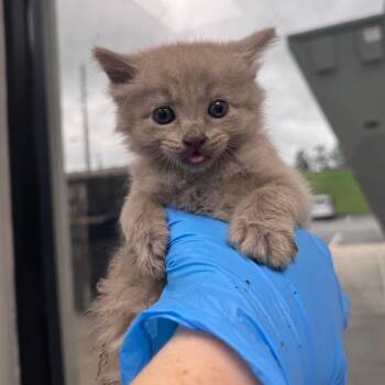 Bootsie Boy -  Domestic Long Hair Cat for Adoption in Columbiana, Alabama - Bootsie Boy | PetCurious