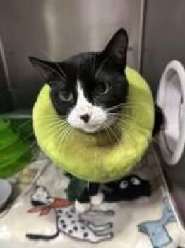Ernie -  Domestic Short Hair Cat for Adoption in Manitowoc, Wisconsin - Ernie | PetCurious