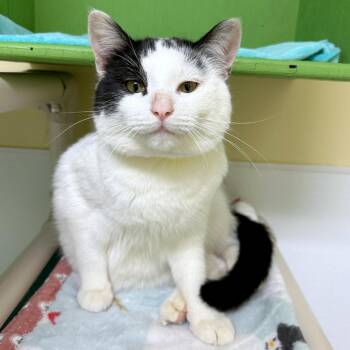 Domestic Short Hair Cats Available for Adoption - Jersey | PetCurious