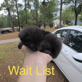 Pike -  Domestic Long Hair Cat for Adoption in Livingston, Texas - Pike | PetCurious