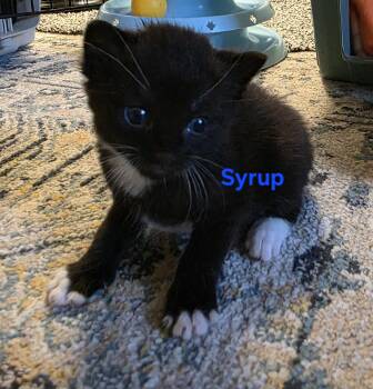 Syrup -  Tuxedo Cat for Adoption in Jamesville, New York - Syrup | PetCurious