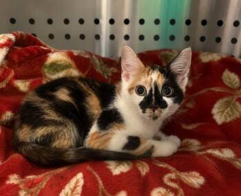 Big Bertha -  Domestic Medium Hair Cat for Adoption in Columbia, Tennessee - Big Bertha | PetCurious