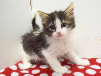 MERCEDEZ -  Domestic Long Hair Cat for Adoption in Sacramento, California - MERCEDEZ | PetCurious