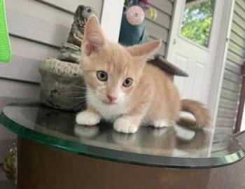 Domestic Short Hair Cats Available for Adoption in Atlanta, Georgia - Cricket | PetCurious
