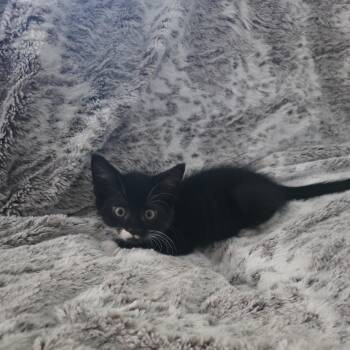 Willie -  Domestic Short Hair Cat for Adoption in Massillon, Ohio - Willie | PetCurious